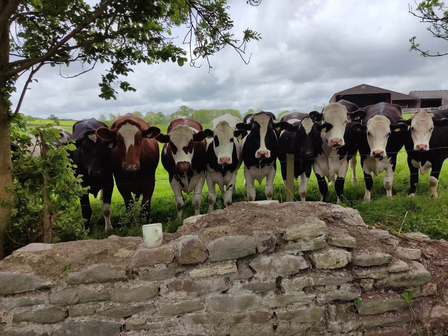 Some cows watching stonework in Somerset